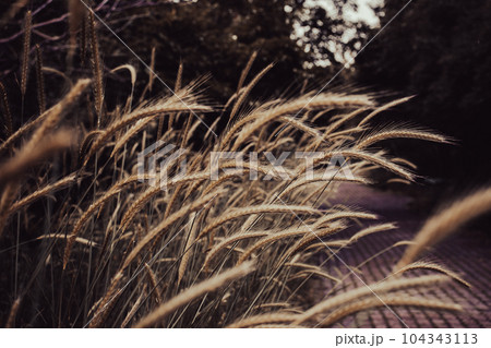 Wheat field - ears of golden wheat close-up photo. Wheat field - ears of golden wheat close-up photo. 104343113