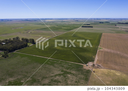 Field landscape with yellow flowers, La Pampa, Argentina 104343809