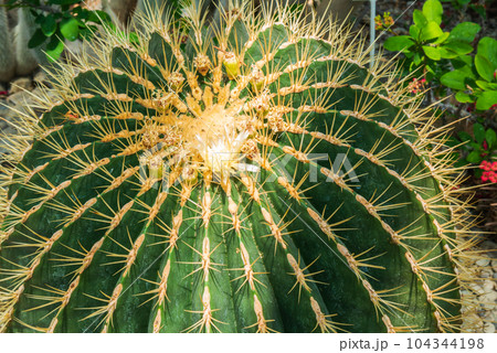 Big cactus with yellow spines, top view Big cactus with yellow spines, top view 104344198