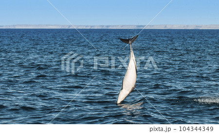 Dusky Dolphin jumping, Peninsula Valdes,Patagonia,Argentina 104344349