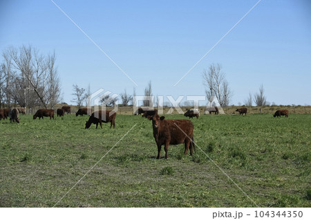 Export cows production in the Argentine countryside, Buenos Aires Province, Argentina.. 104344350