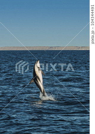 Dusky Dolphin jumping, Peninsula Valdes, 104344491