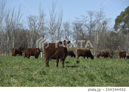 Export cows production in the Argentine  104344492
