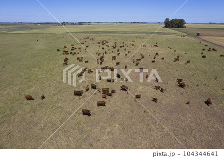 Cattle raising in pampas countryside, La Pampa province, Argentina. 104344641