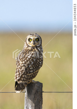 Short eared Owl, perched on a fence, Patagonia, Argentina. 104344653