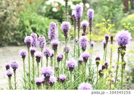 紫色のふわふわの花 104345258