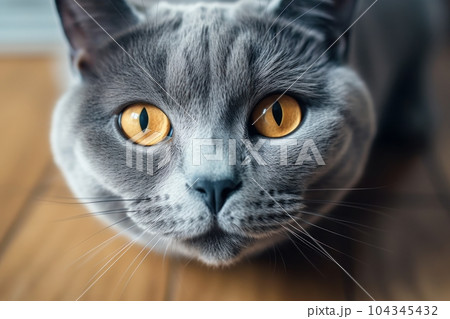 Portrait of a cute cat looking away. British shorthair cat. Generative AI 104345432