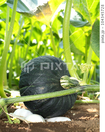 カボチャの栽培 104345728