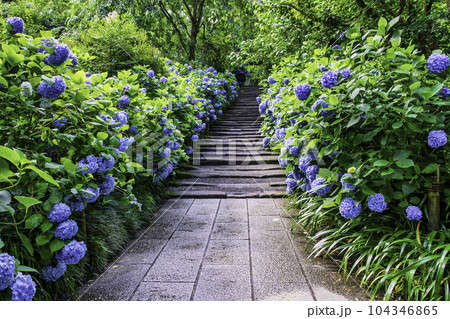 鎌倉市　明月院　山門前石段のあじさい 104346865