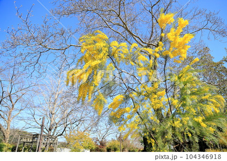 銀葉アカシアの花 104346918