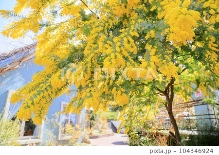 銀葉アカシアの花 銀葉アカシアの花 104346924