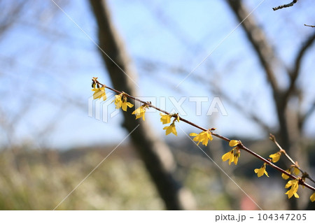 レンギョウの花 レンギョウの花 104347205