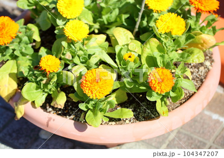 カレンジュラの花 カレンジュラの花 104347207