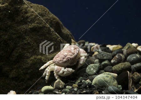 オウギガニ ウモレオウギガニ カニ 甲殻類 毒ガニ 岩の下に隠れるカニ オウギガニ ウモレオウギガニ カニ 甲殻類 毒ガニ 岩の下に隠れるカニ 104347404