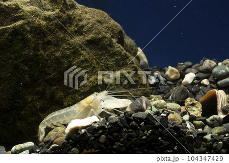 テッポウエビ　エビ　pistol shrimp 104347429