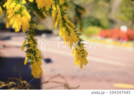 銀葉アカシアの花 104347485