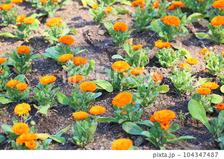 カレンジュラの花 カレンジュラの花 104347487