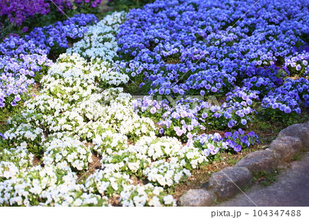 ビオラの花 104347488