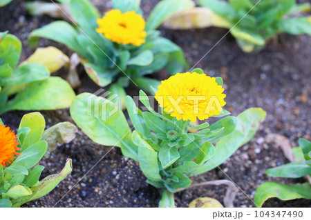 カレンジュラの花 104347490