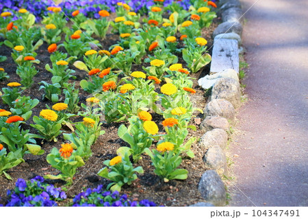 カレンジュラの花 104347491