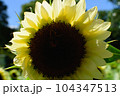 大きなひまわりのアップ、元気パワーがでる真夏の向日葵、日本、 104347513