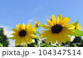 満開のひまわりと青空、元気パワーがでる真夏の向日葵、日本、 104347514