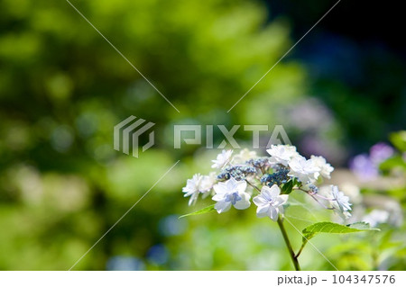 涸沼自然公園の紫陽花 104347576