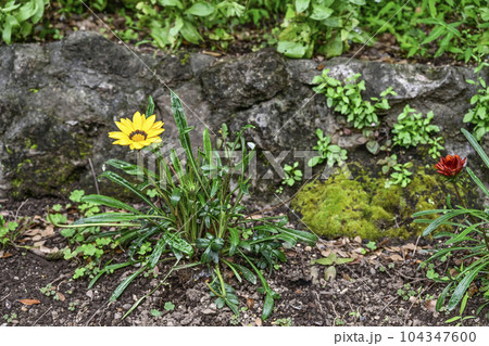 ガザニア ガザニア 104347600