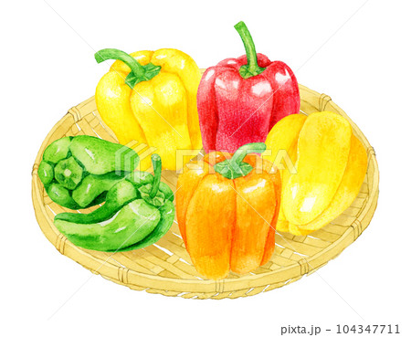 竹ざるに乗ったピーマンとパプリカ　夏野菜の手描き水彩イラスト素材 104347711