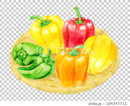 竹ざるに乗ったピーマンとパプリカ　夏野菜の手描き水彩イラスト素材 104347711