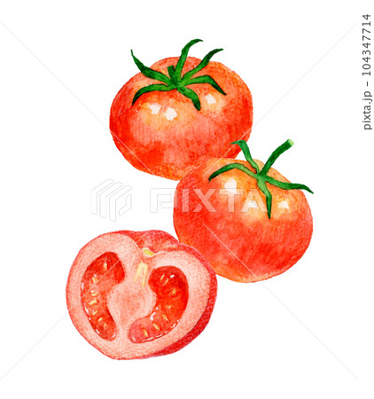水彩画 トマト 赤色 手描き 赤色のトマトのセット 夏野菜の手描き水彩イラスト素材の