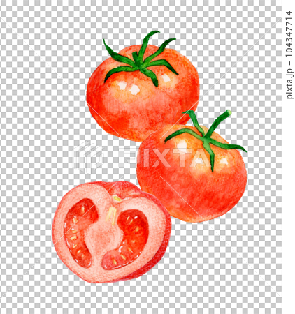 水彩画 トマト 赤色 手描き 赤色のトマトのセット 夏野菜の手描き水彩イラスト素材の