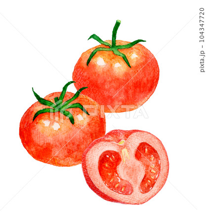 ビッグ割引 赤色のトマトのセット 夏野菜の手描き水彩イラスト素材の 絵画