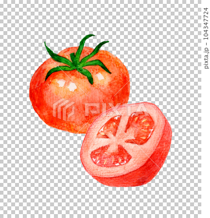 水彩画 トマト 赤色 手描き 赤色のトマトのセット 夏野菜の手描き水彩イラスト素材の
