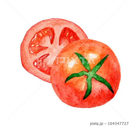 水彩画 トマト 赤色 手描き カットした赤色のトマト 夏野菜の手描き水彩イラスト素材の