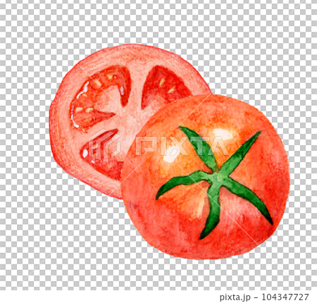 水彩画 トマト 赤色 手描き カットした赤色のトマト 夏野菜の手描き水彩イラスト素材の