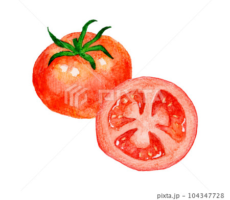 水彩画 トマト 赤色 手描き 赤色のトマトのセット 夏野菜の手描き水彩イラスト素材の
