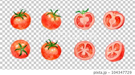 Set of red tomatoes Hand-drawn watercolor illustrations of summer vegetables 104347729