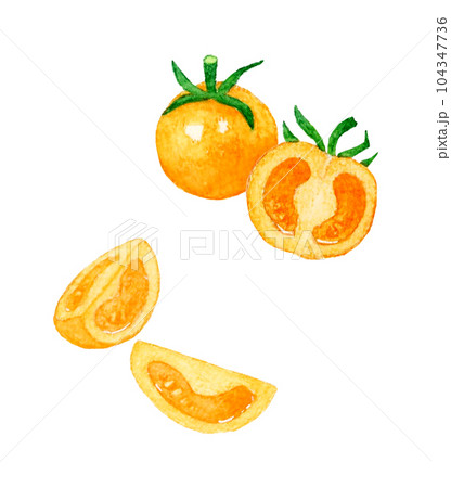 オレンジ色のプチトマト 夏野菜の手描き水彩イラスト素材 オレンジ色のプチトマト 夏野菜の手描き水彩イラスト素材 104347736