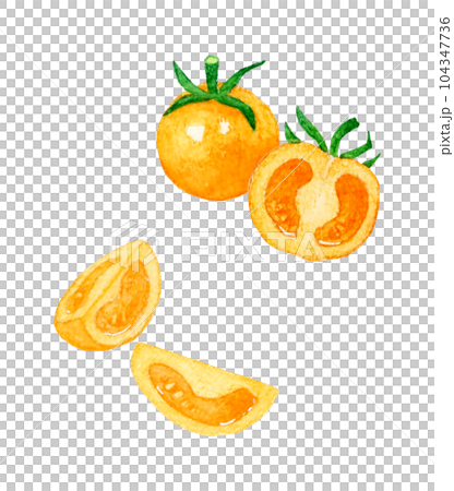 オレンジ色のプチトマト 夏野菜の手描き水彩イラスト素材 オレンジ色のプチトマト 夏野菜の手描き水彩イラスト素材 104347736