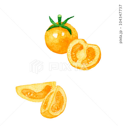オレンジ色のプチトマト 夏野菜の手描き水彩イラスト素材 オレンジ色のプチトマト 夏野菜の手描き水彩イラスト素材 104347737