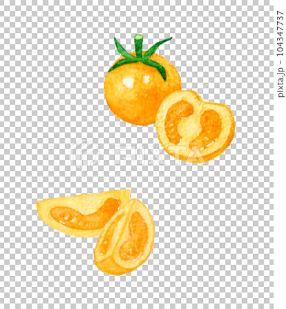 オレンジ色のプチトマト 夏野菜の手描き水彩イラスト素材 オレンジ色のプチトマト 夏野菜の手描き水彩イラスト素材 104347737
