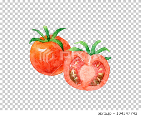 Red petit tomato cut in half Hand drawn watercolor illustration material of summer vegetables Red petit tomato cut in half Hand drawn watercolor illustration material of summer vegetables 104347742