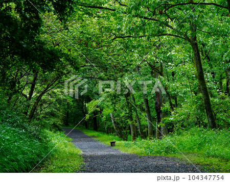 緑のシャワー　初夏の森林公園散策路 104347754
