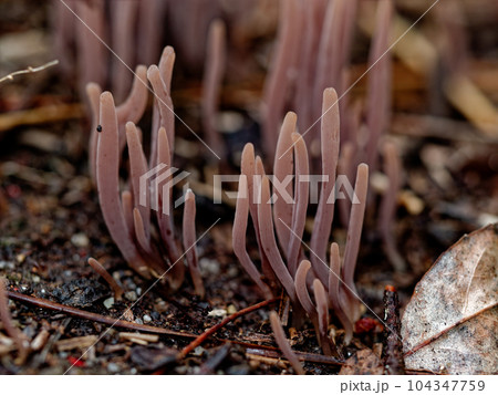 きのこワールド　シロソウメンタケ科ムラサキナギナタタケ群生 104347759