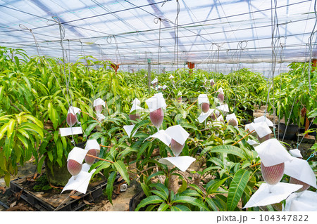 マンゴー畑(ビニールハウス栽培) 104347822