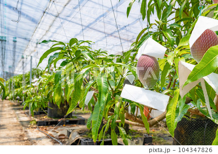 マンゴー畑(ビニールハウス栽培) マンゴー畑(ビニールハウス栽培) 104347826