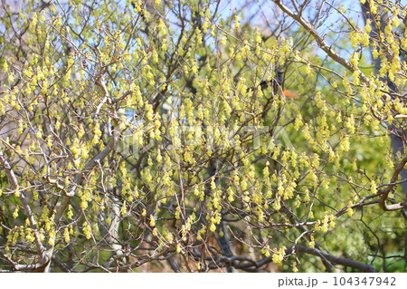 トサミズキの花 104347942