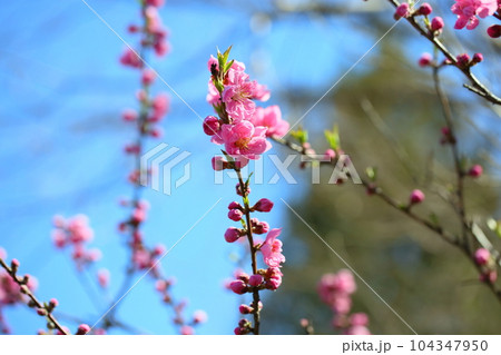 ハナモモの花 104347950