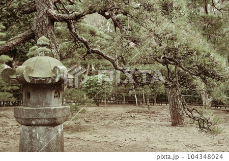 野火止 平林寺の松 104348024